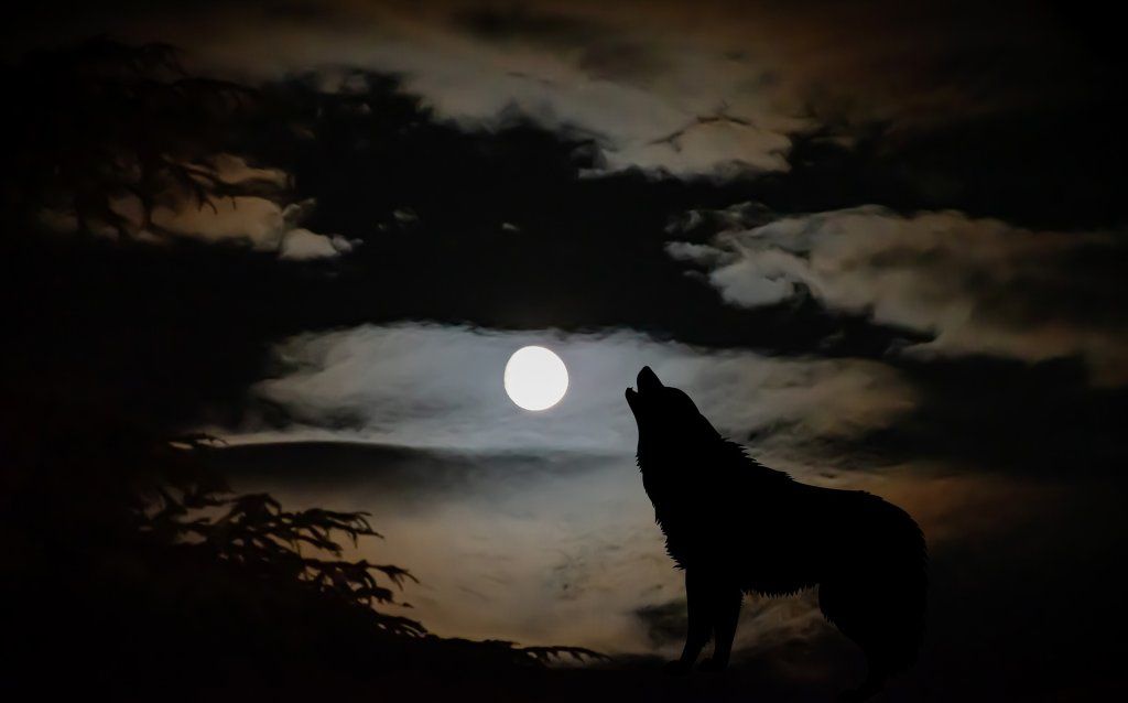 Les loups-garous : entre mythes et folklore